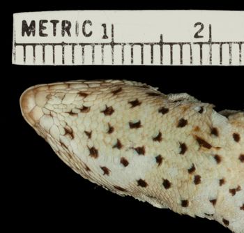 Media type: image;   Herpetology R-37551 Aspect: head ventral